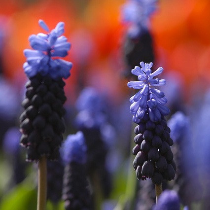 Muscari Latifolium, Broad-leaved Grape Hyacinth, Blue Muscari, Mid spring bulbs, Late spring bulbs 